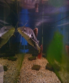 Aquarium Installation West Sussex